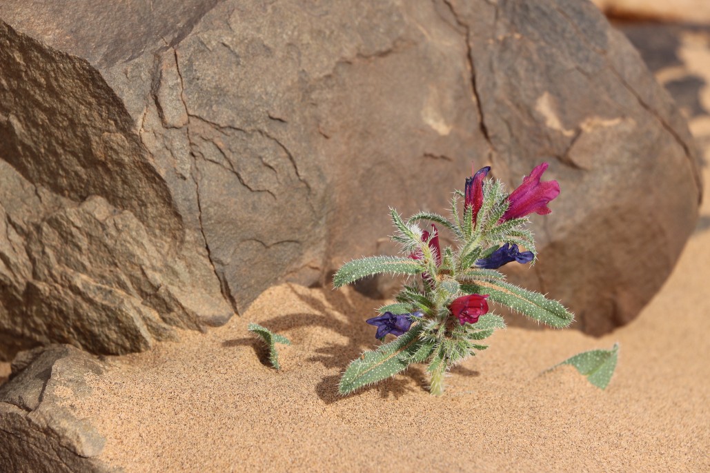 Traversée du désert marocain 4
