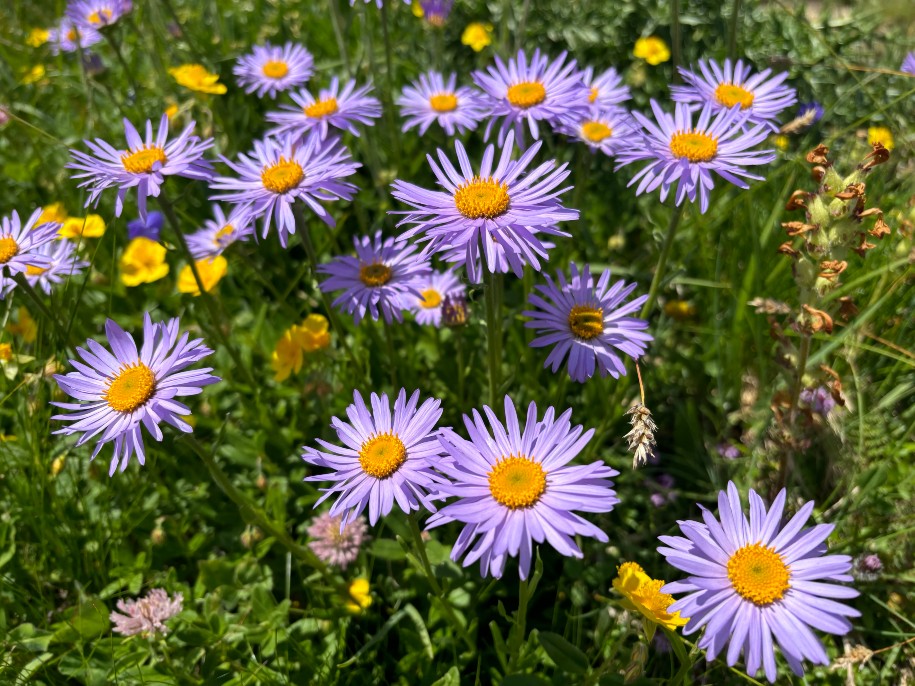 Rando Lac - Roselend et le Roc du Vent 3