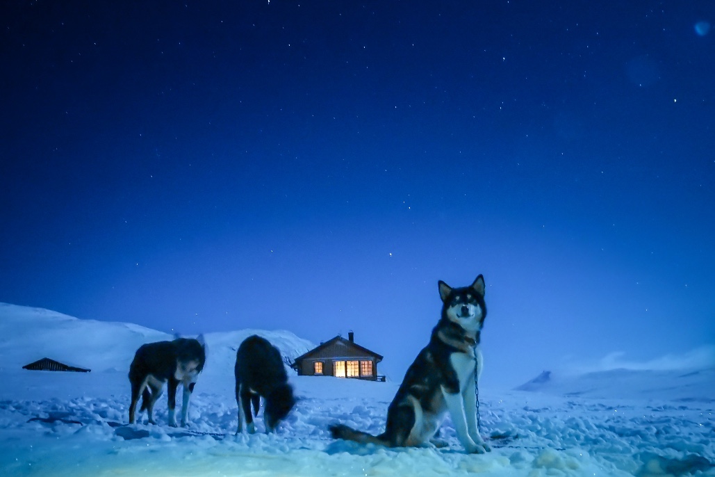 Expé Chiens de traineau et ski de rando en Norvège 5