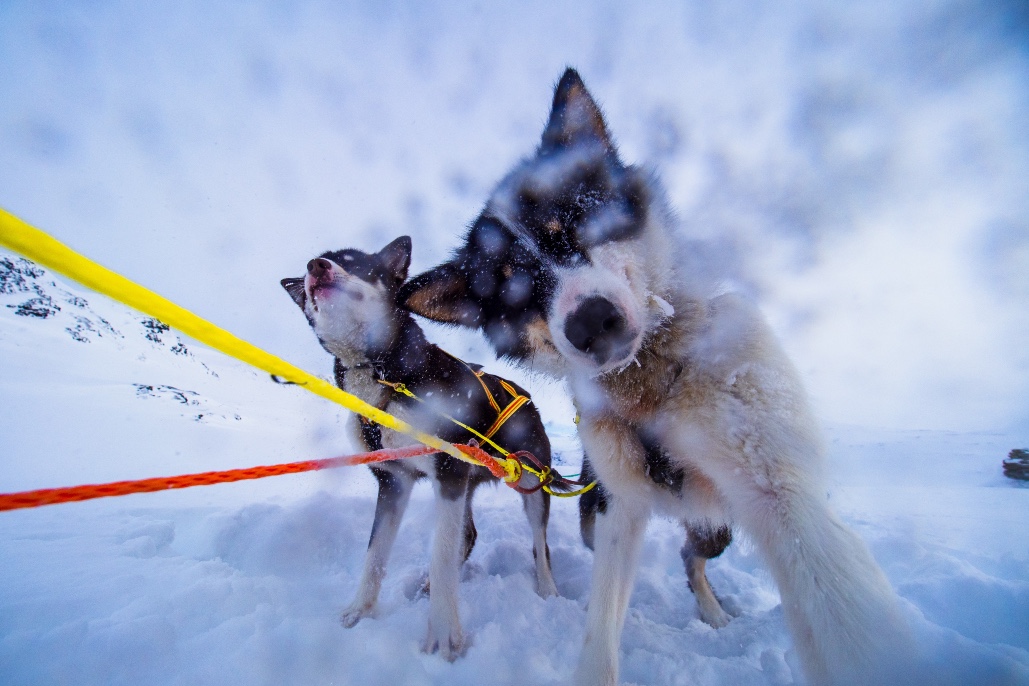 Expé Chiens de traineau et ski de rando en Norvège 8