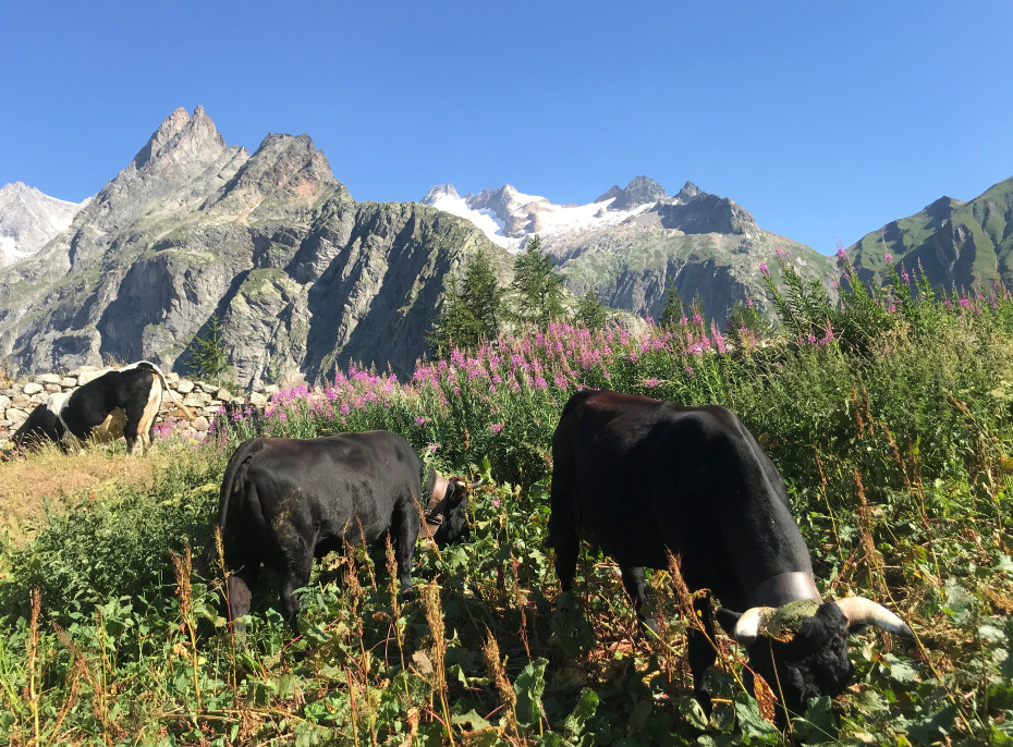 Reconnaissance UTMB® 12