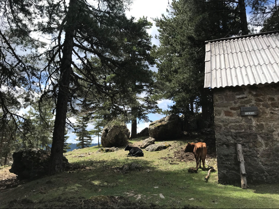 Trail - Best of Corse 4